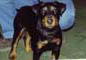 photo du chien Volta